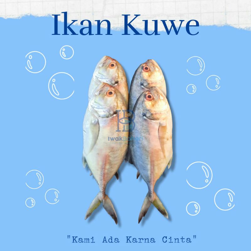 

Ikan Kuwe Cililin Segar