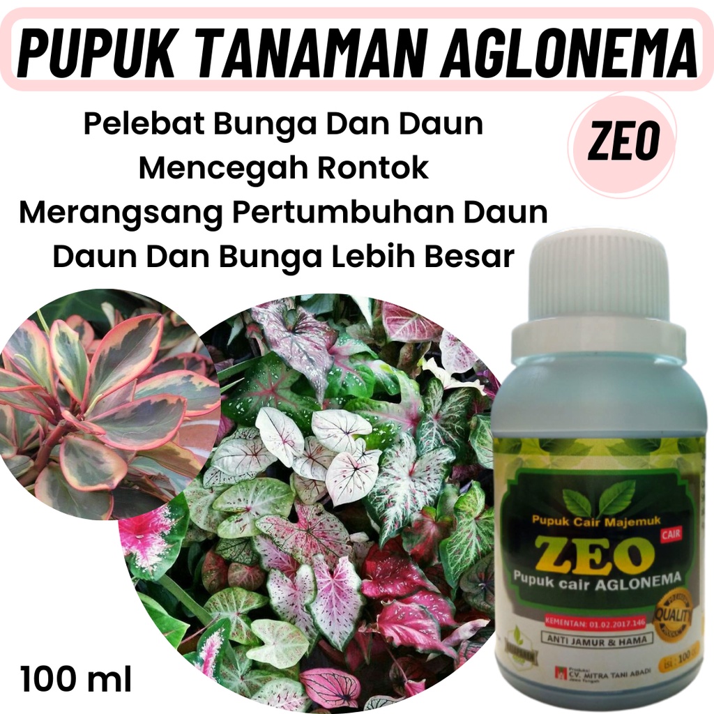 Pupuk Aglonema Penumbuh Tunas, Pupuk Untuk Daun Aglonema, Pupuk Pelebat Aglonema
