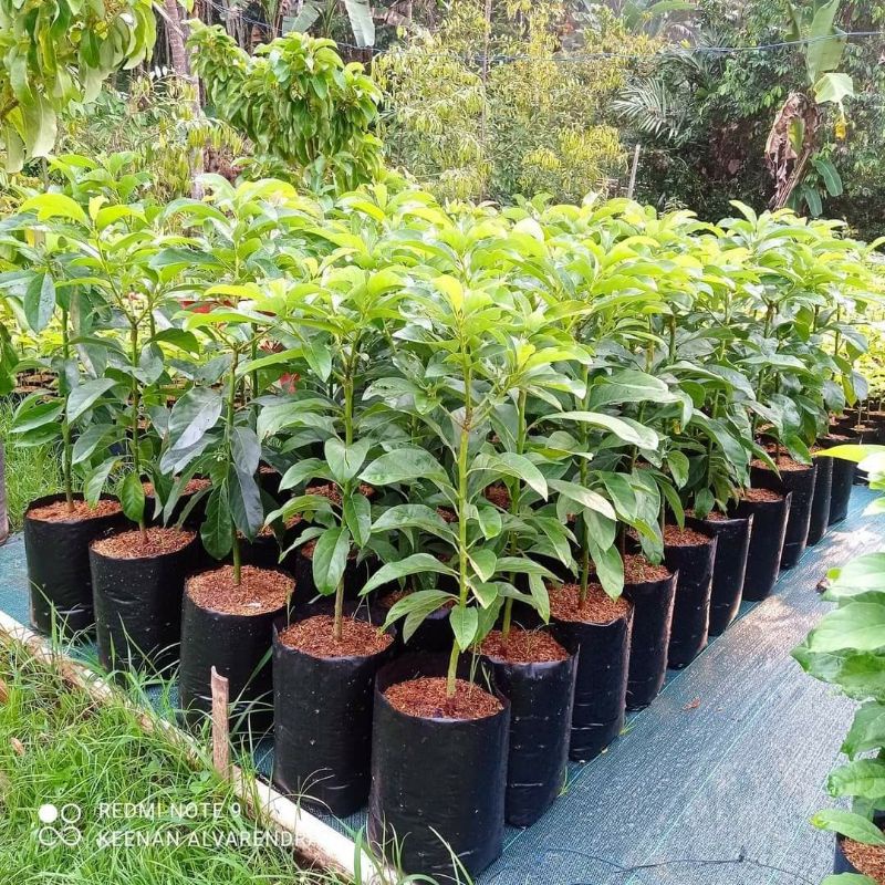 pohon alpukat kendil Batang Besar siap berbuah