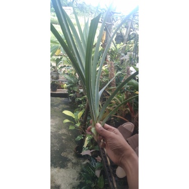 

Batang pucuk daun pandan duri herbal