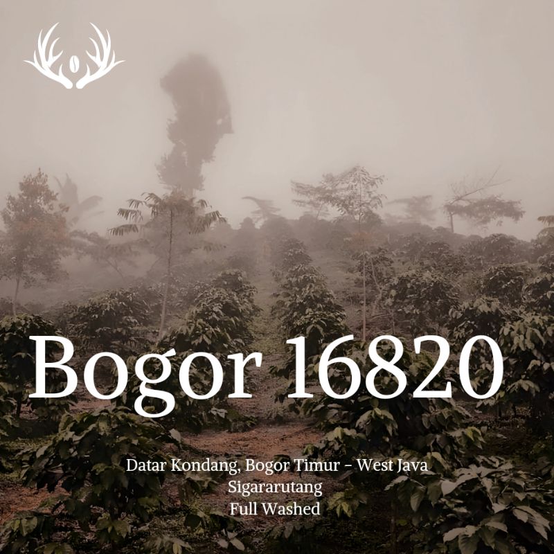 

Biji Kopi Arabika Bogor 16820 Datar Kondang Full Washed 200gr