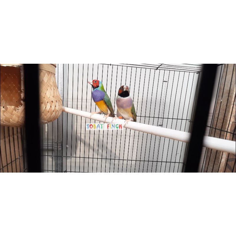 Burung Gould Amadine Hijau Lokal Sepasang Indukan Sudah Produksi