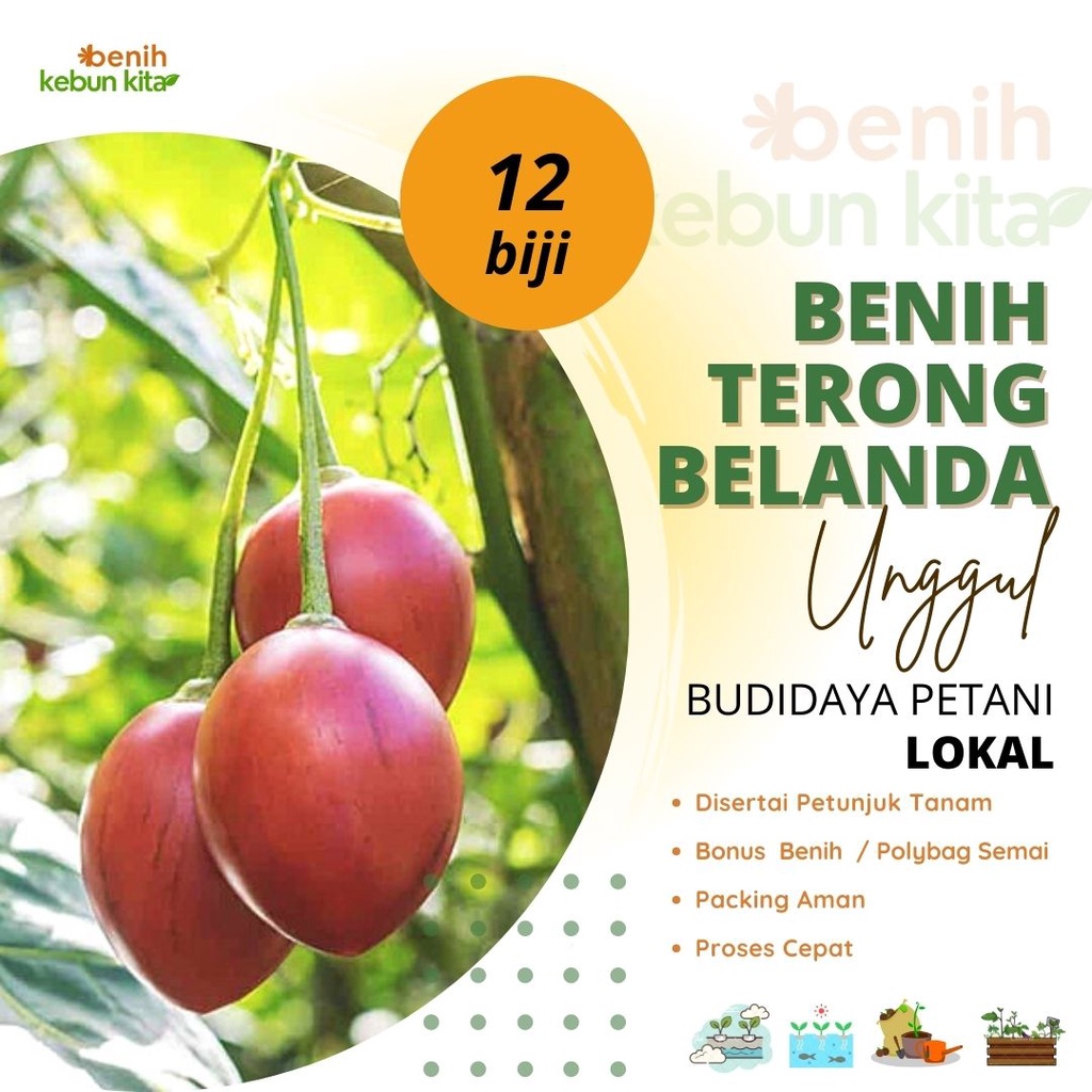 Jual Benih Biji Terong Belanda Benih Unggul Tamarillo Shopee Indonesia 1720