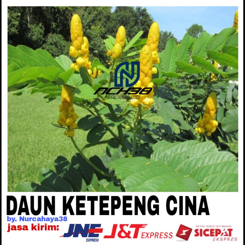 

Daun Kimanila segar | Daun ketepeng segar | 500 gram