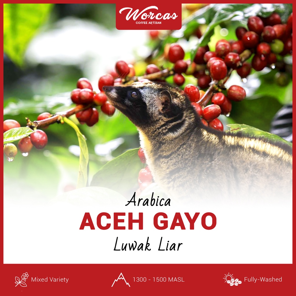 

Green Bean Arabica Luwak Liar Aceh Gayo 1Kg (Biji Kopi Mentah)