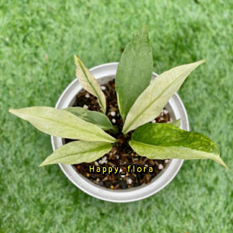 New promo biji/benih anthurium gelombang cinta mint