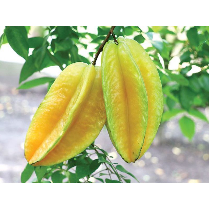 belimbing super hasil okulasi