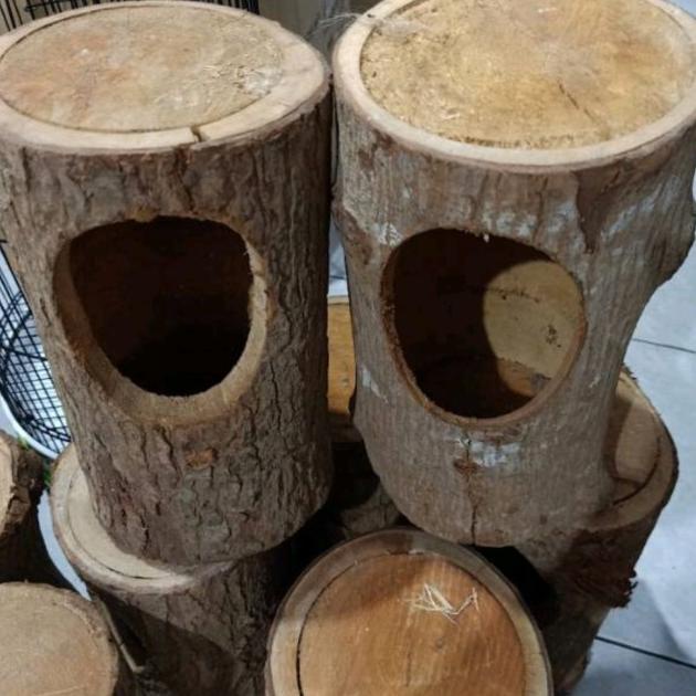 GLODOK BURUNG KAYU GLODOG KAYU BURUNG MURAI. KACER LOVEBIRD DLL