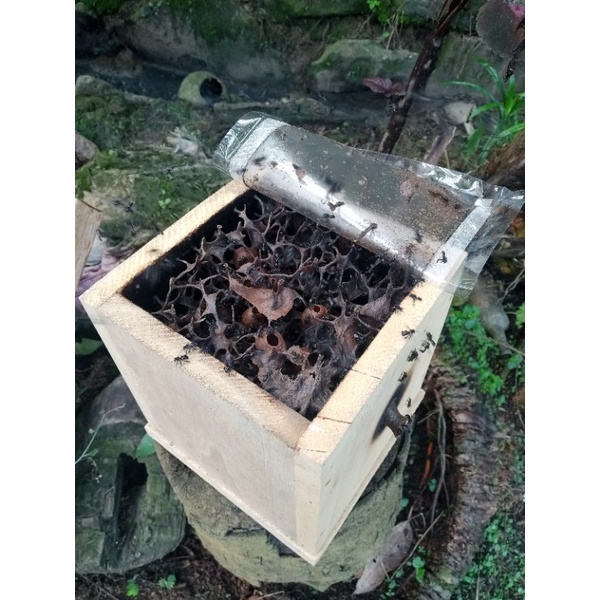 lebah klanceng/trigona itama stupan