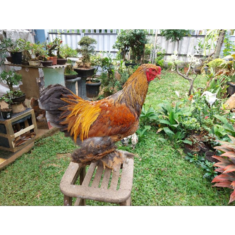 ayam brahma jantan 1 tahun up trah gold partridge