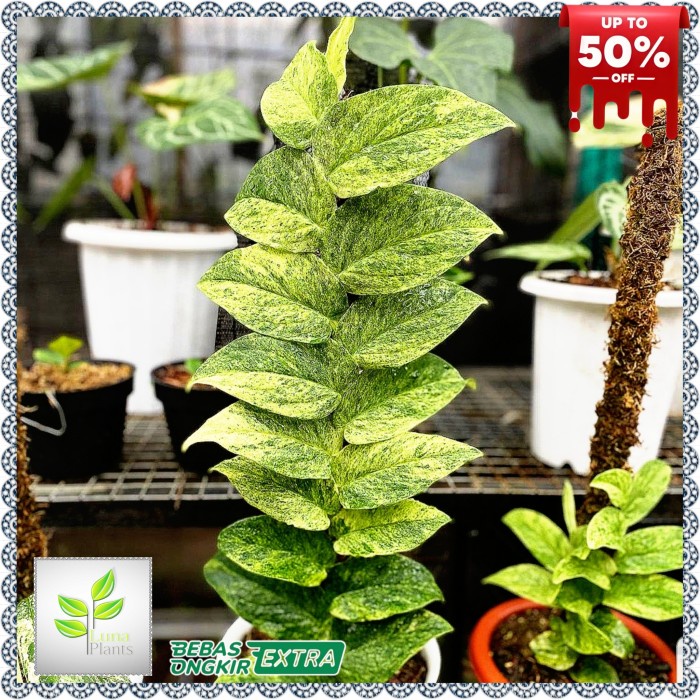 rhapidophora khortalsii varigata - rhaphidophora kortalsii varigata