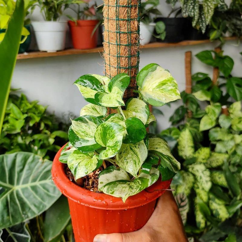 Tanaman manjula - Manjula besar