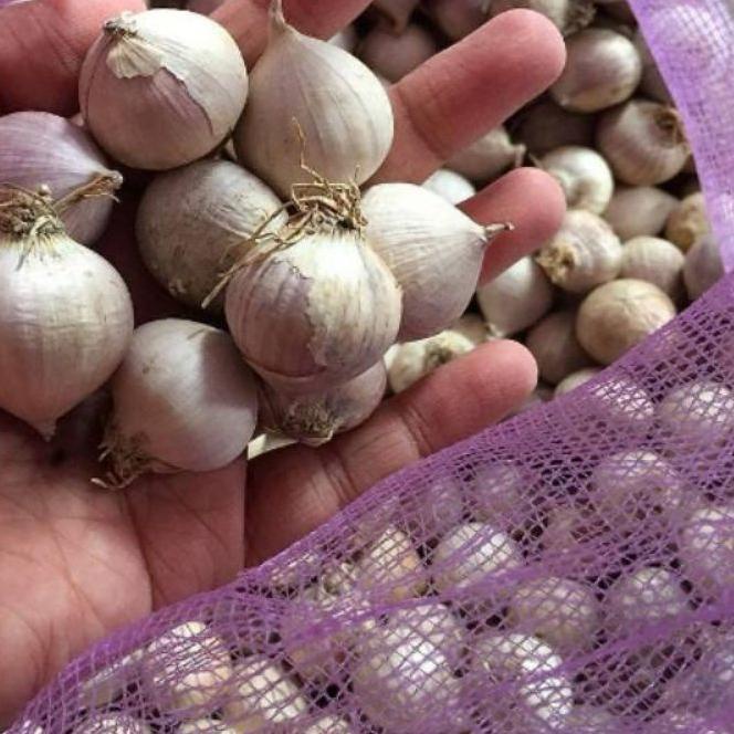 

Diskon✔️Bawang putih TunggaL/Lanang 1kg(Uk tanggung)|RA2