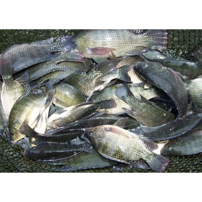 

Ikan Nila Hitam Nila Kasedep Per Pack 500gram