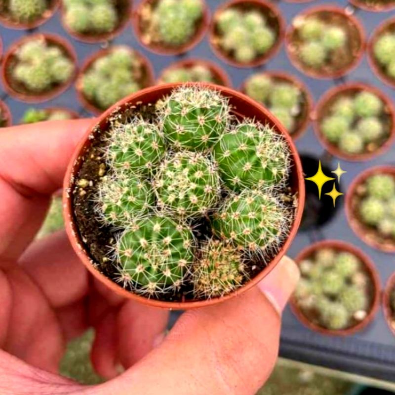 Jual 7 Baby Kaktus Media Tanam Cactus Tanaman Hias Echinopsis