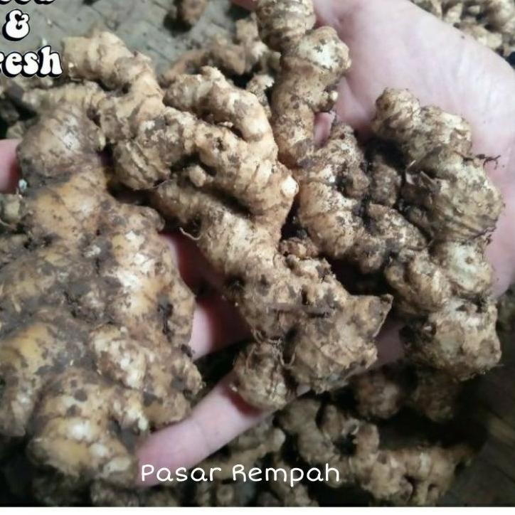 

Murah Lebay--Jahe Emprit 1 Kg Jahe Emprit Segar