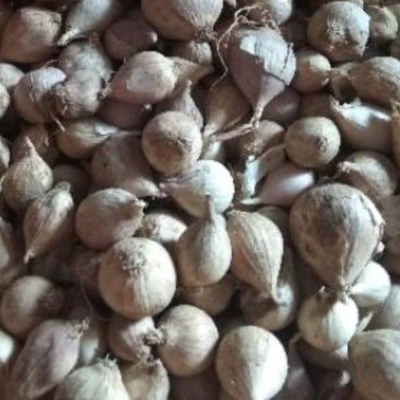 

️✔️✔️ Bawang Putih Tunggal / Lanang LOKAL 500 Gram serbuuu !