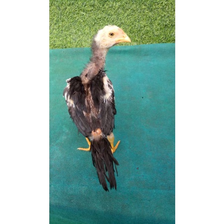 Untuk Kontes Vitamin Ayam Bonus Anakan Ayam Kelangenan Tinggi Besar Black O ShamoTrad Japan Ekor Lid