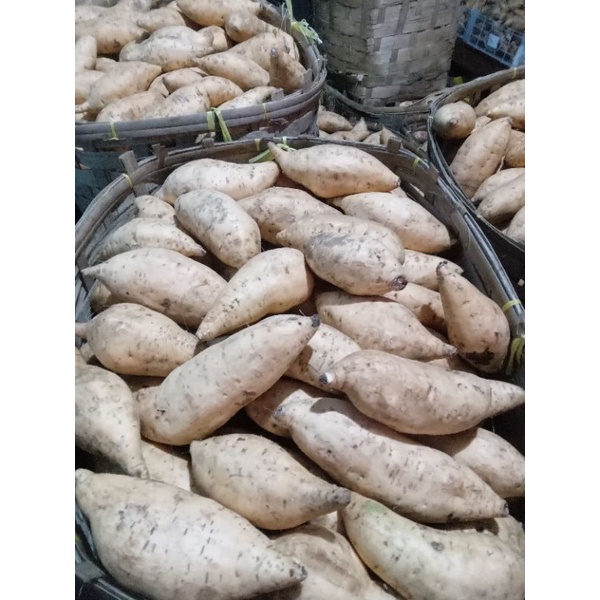 

Ubi Madu Cilembu