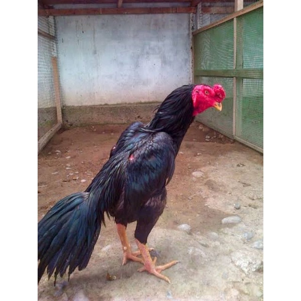 

JUAL TELUR AYAM BANGKOK Bk perbutir