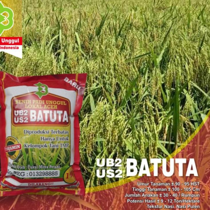Harga Kompetitif--Benih Padi UB2 BATUTA / Benih Padi US2 BATUTA Lokal Aceh