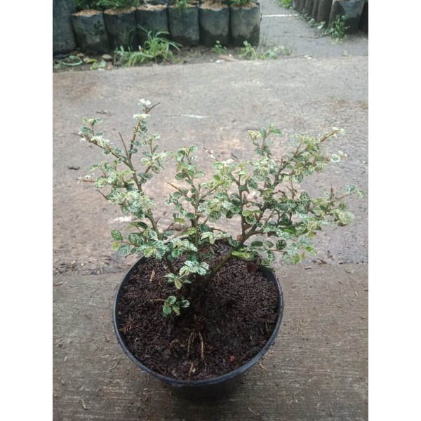 Paket 6 Bibit Bonsai Ulmus Mikro Varigata/ Ulmus Micro Varigata