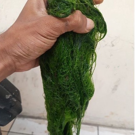 lumut semi / lumut kasar / lumut umpan mancing