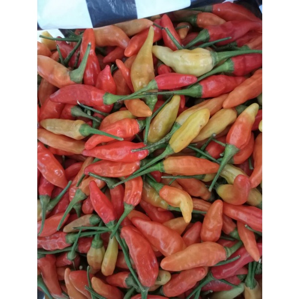 

LOMBOK CABE MURAH BERAT 1 KG