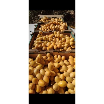 

KURMA MUDA BARHEE 1 KG FREE TESPACK + ZURIAT 1 BUAH