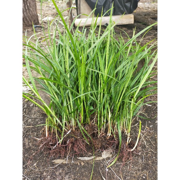 

Rumput teki 100 Gram