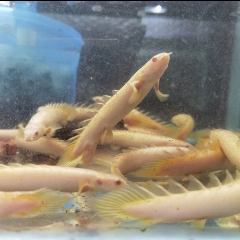 Palmas Albino 11-12cm