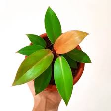 phillo orange/tanaman hias phillo/phillo orange cantik