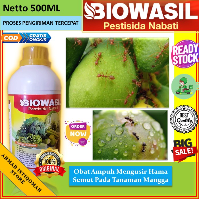 [BIOWASIL] Pembasmi Hama Semut pada Tanaman Buah Mangga dan Segala Jenis Tanaman. Sayuran, Buah- bua