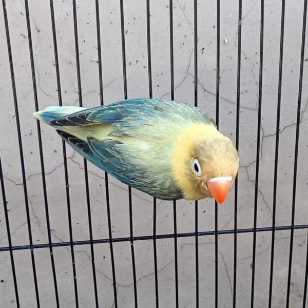 Dijual sparepart bio pb ewing blue .betina 5bln 26SZ2 Diskon