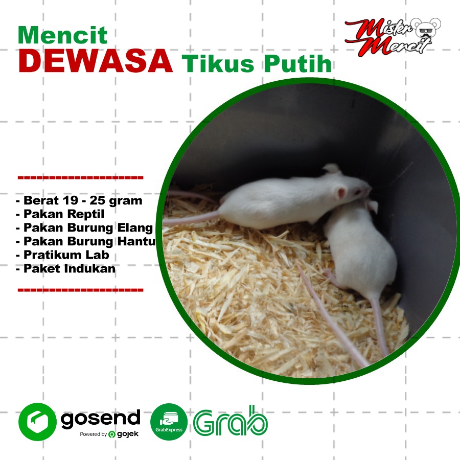 Tikus Putih Mencit Dewasa Paket Indukan