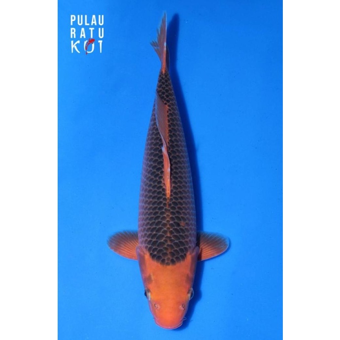 AKA MATSUBA 45 BU MARUSEI IKAN KOI IMPORT SERTIFIKAT BREEDER SDW684765DE