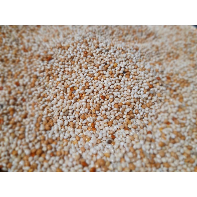 Pakan Khusus lovebird betina