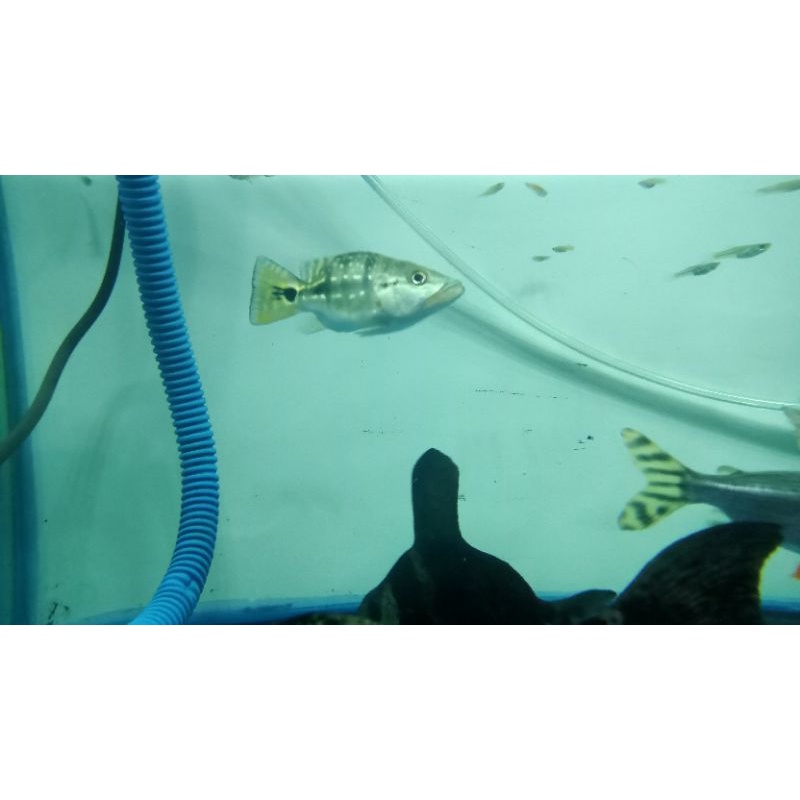 Pbass Xingu Sb Balon Bulet