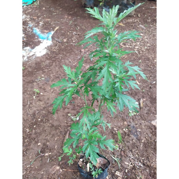 pohon baru cina daun baru cina herbal beli 4 bonus 1