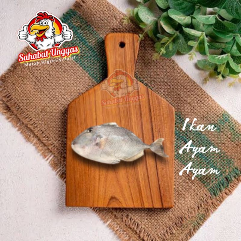 

Ikan Ayam Ayam 500gr