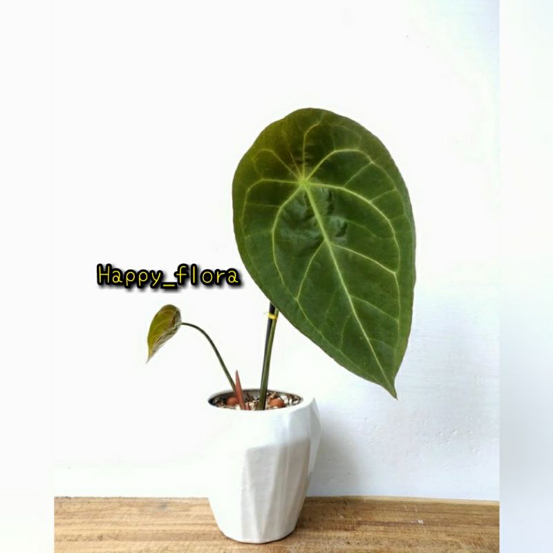 New Promo bibit/bonggol anthurium forgeti hybrid