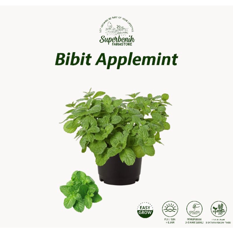 Bibit Hidup Tanaman APPLEMINT, Apple mint aroma segar apel, siap rawat