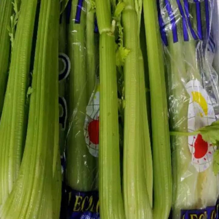 

FREE ONGKIR!Seledri Batang Import Cina/Celery Stick Import Cina 1 kg|SQ4