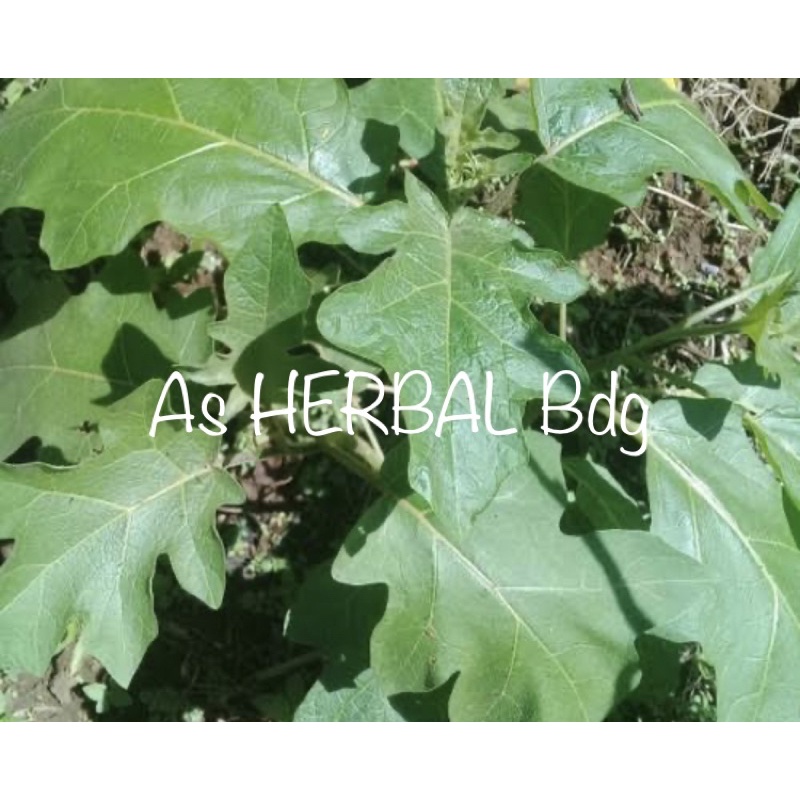 

Daun cepokak / daun buah cepokak segar / daun takokak segar-az