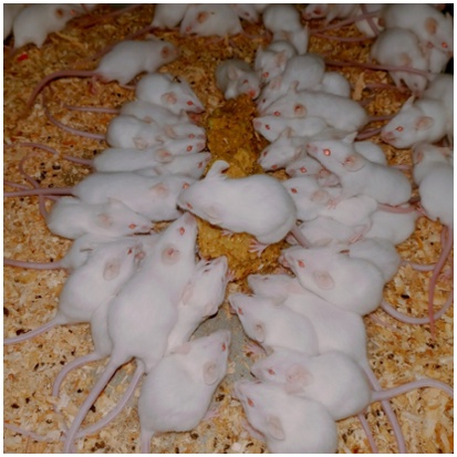 Pakan Reptile Tikus Putih Mencit Rat