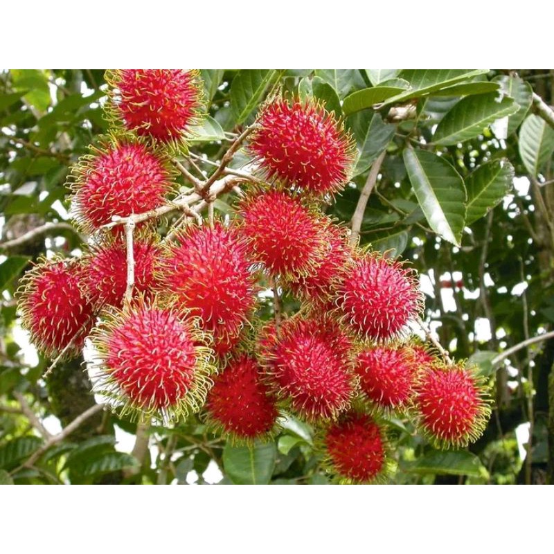 POHON RAMBUTAN BINJAI KONDISI BERBUNGA TINGGI 2 METER