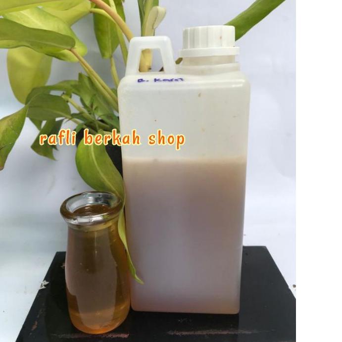 

COD✔️Madu asli nektar bunga karet 1 kilo MADU|RA8