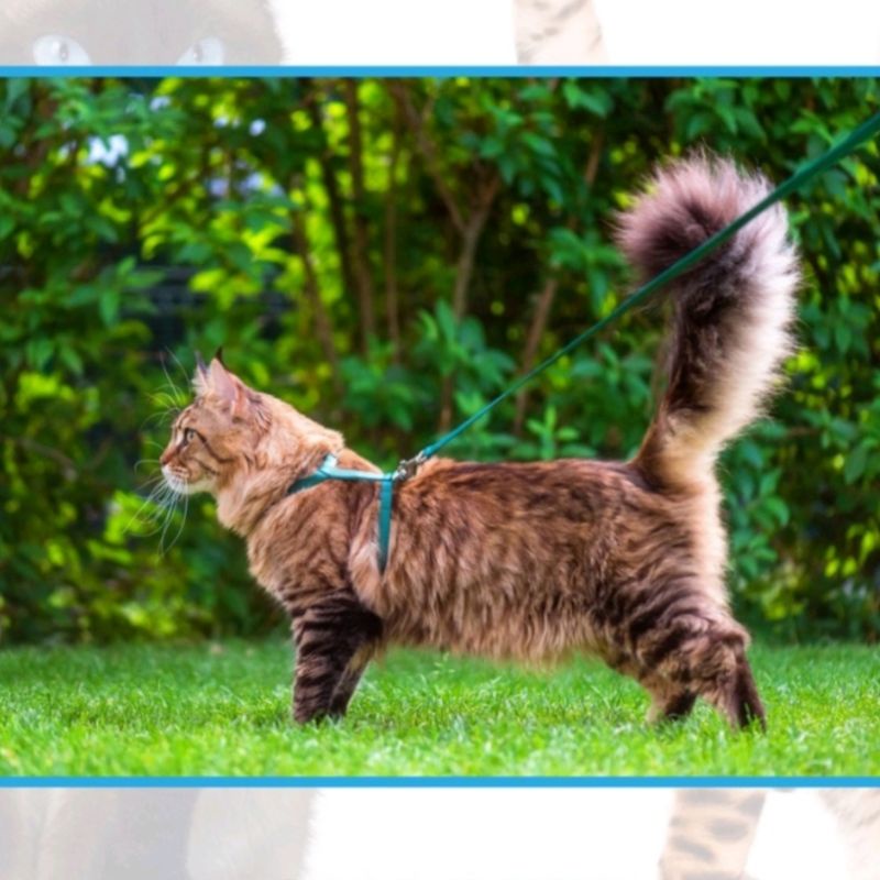 TALI TUNTUN KUCING HARNESS KUCING MODEL H PANJANG TALI 90CM