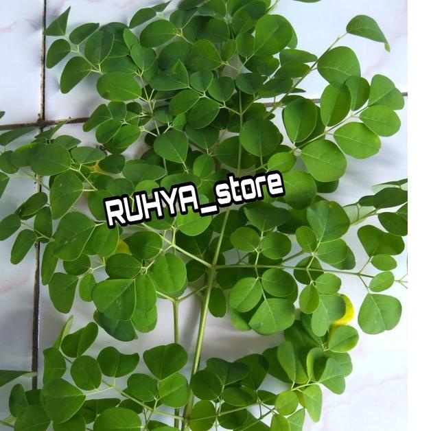 

10.10 sale Ready Daun Kelor 1 kg Segar Fresh langsung petik 