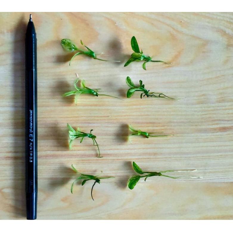 hu✭Terlaku. Anubias Pinto Dennerle Full Air 49 ➫